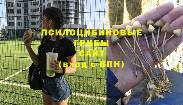 сатива Белокуриха