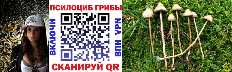закладка  Великие Луки  Галлюциногенные грибы мицелий 