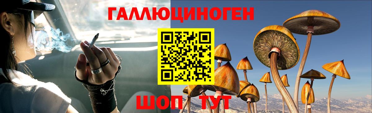 Псилоцибиновые грибы Psilocybine cubensis Великие Луки